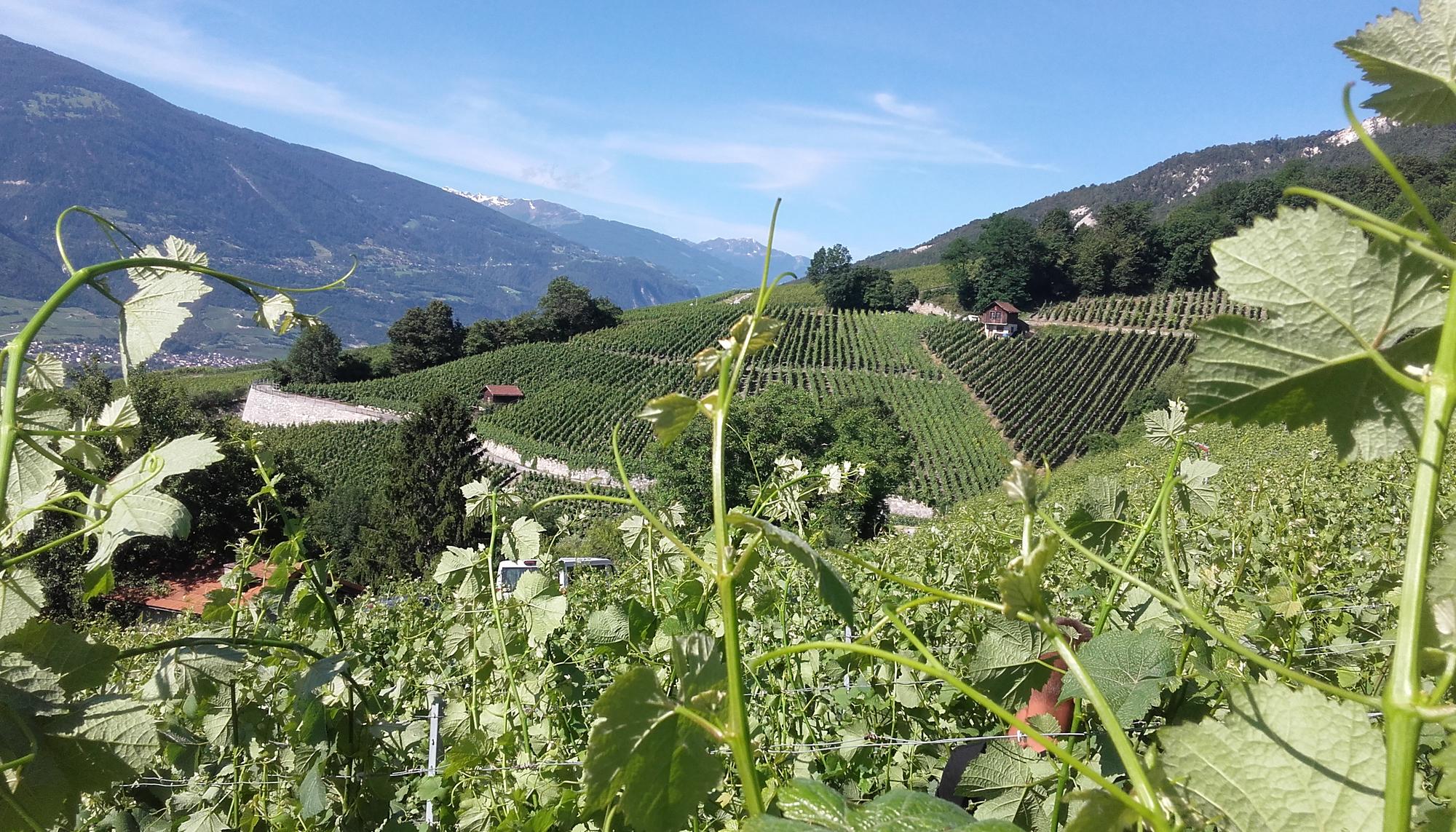 Agricultura en Suiza